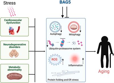 Role of BAG5 in Protein Quality Control: Double-Edged Sword?